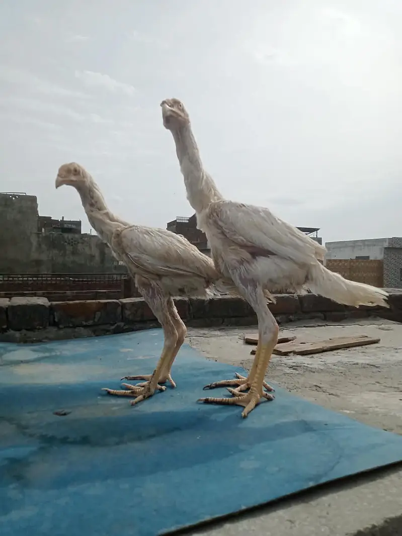 pure white Shamo pair — photo 5