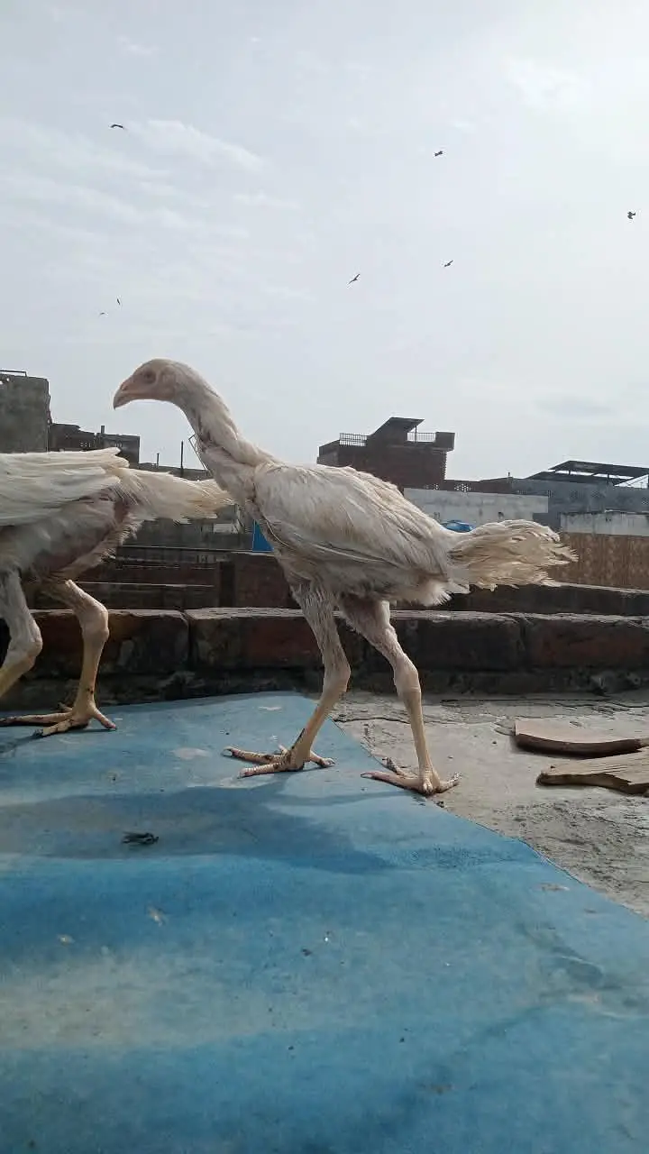 pure white Shamo pair — photo 7