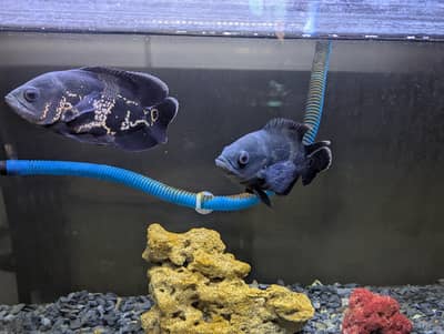 Oscar Fish