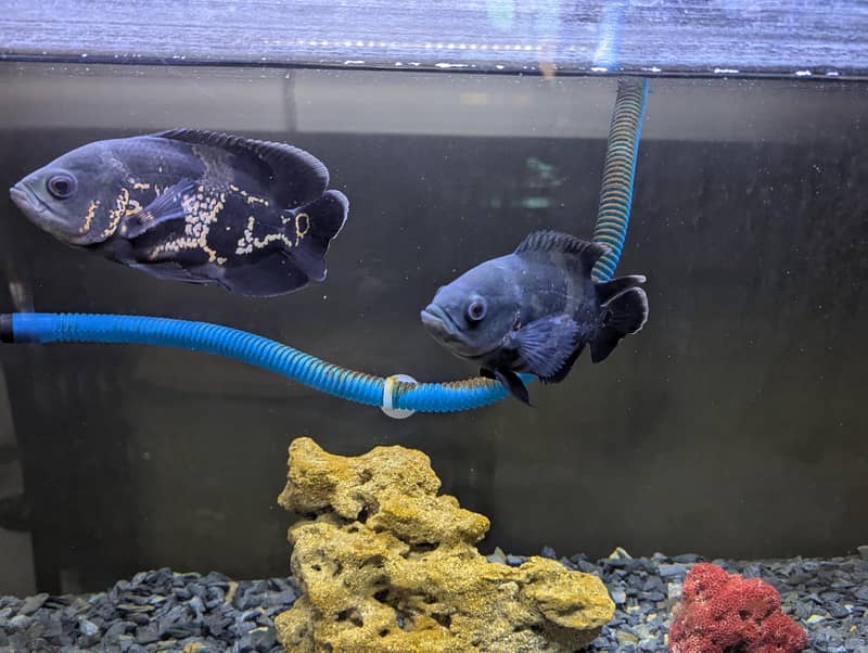 Oscar Fish 0