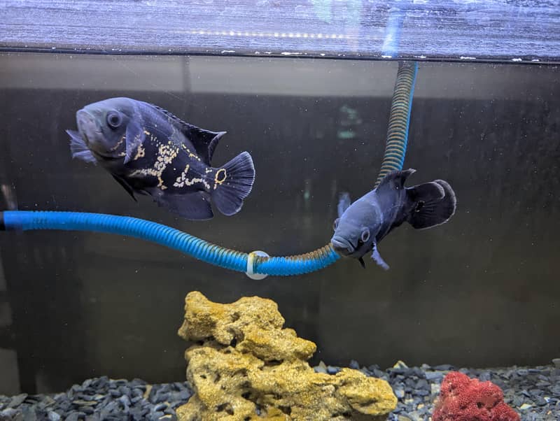 Oscar Fish 1