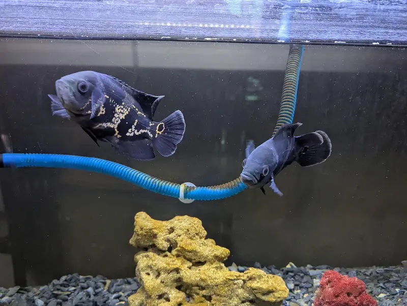 Oscar Fish — photo 2