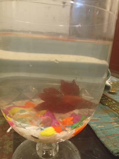 betta fish for sale