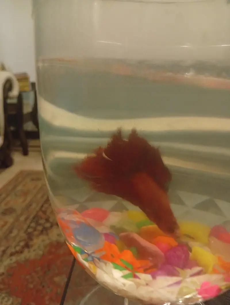 betta fish for sale — photo 2