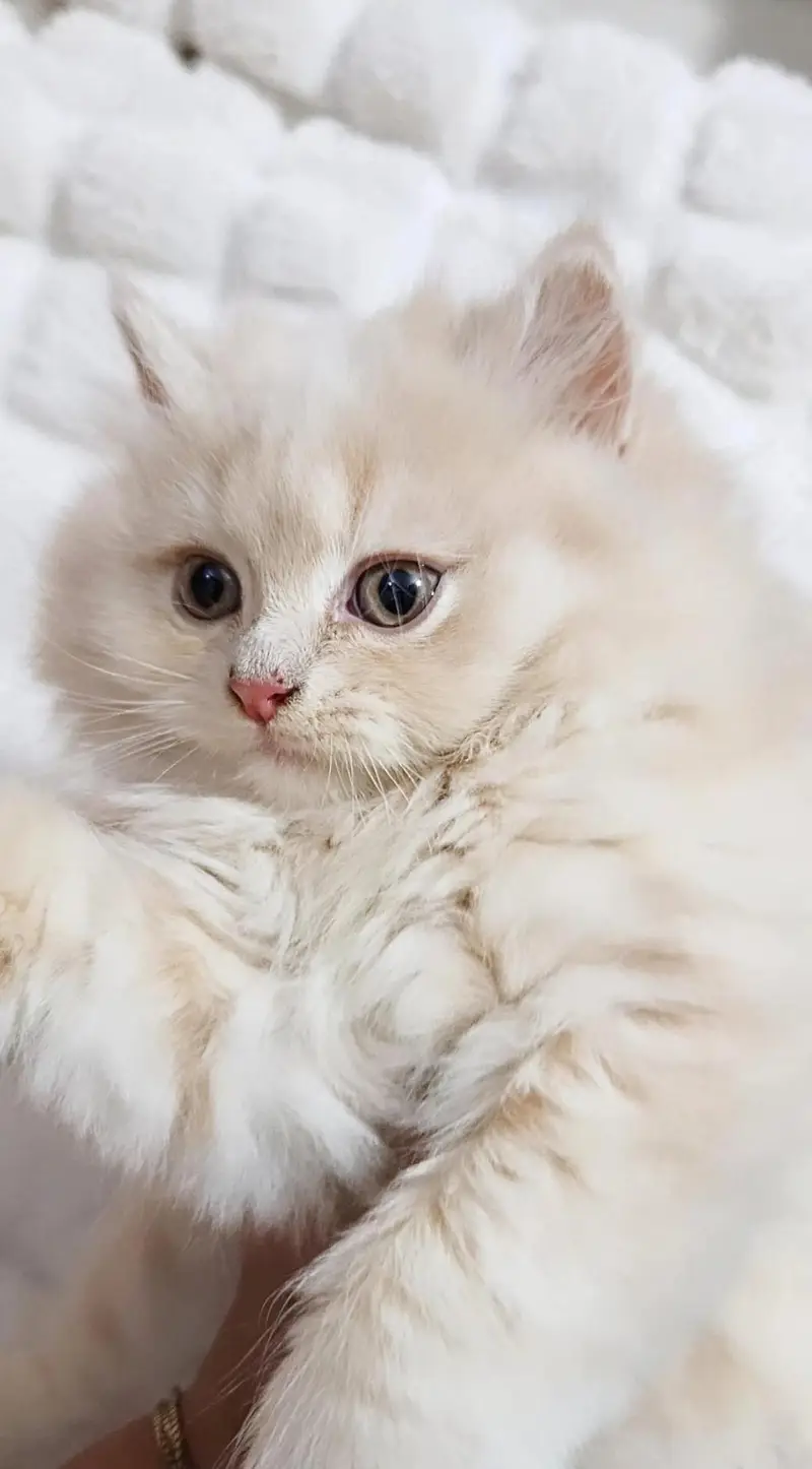 Persian Cat & Kittens || Pure Persian Peke Face || Cats for Sale — photo 2