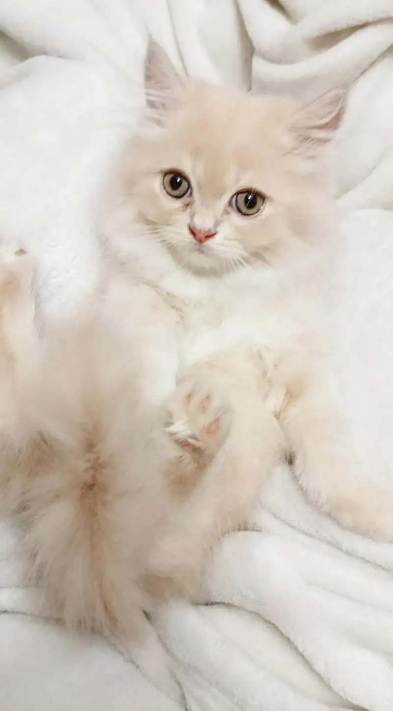 Persian Cat & Kittens || Pure Persian Peke Face || Cats for Sale — photo 3