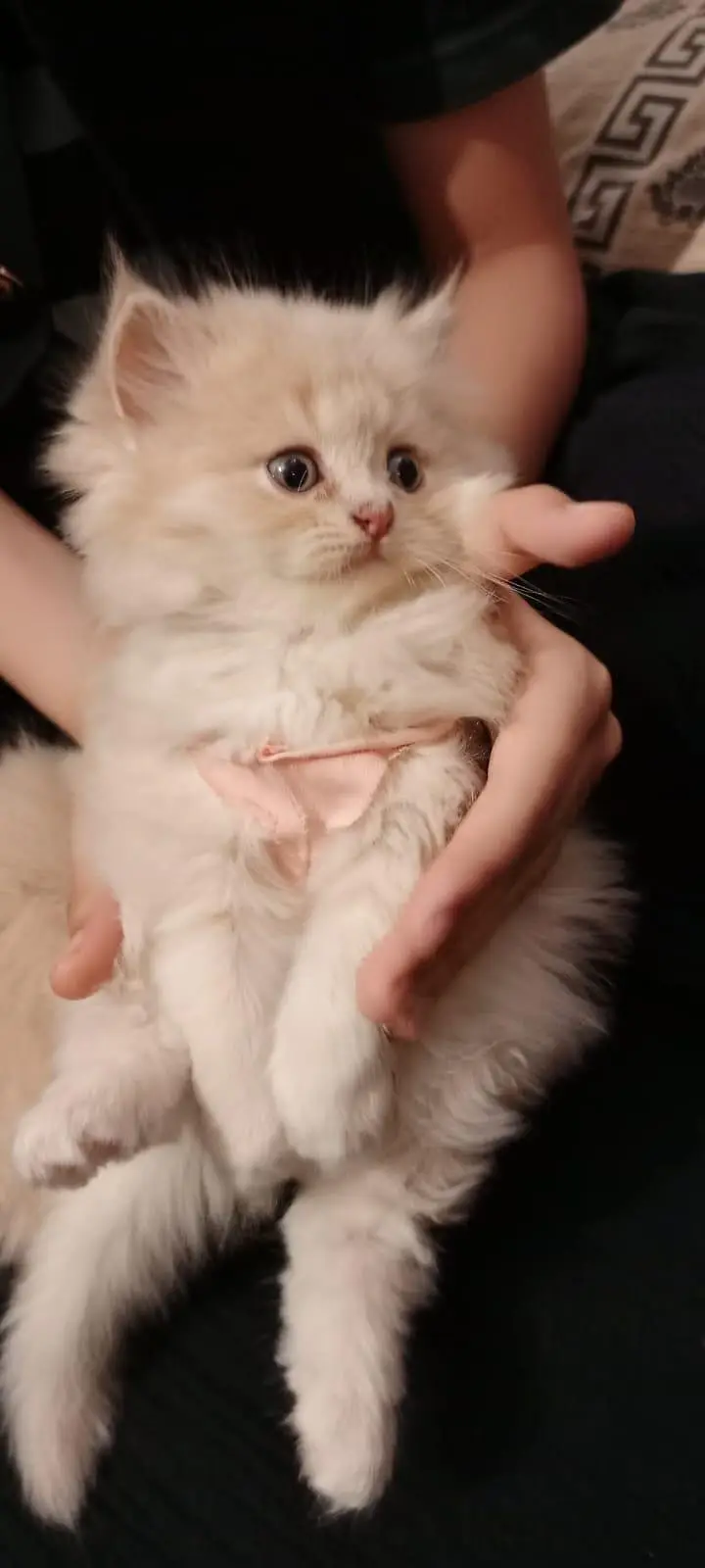 Persian Cat & Kittens || Pure Persian Peke Face || Cats for Sale — photo 4