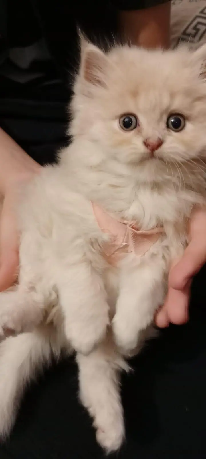 Persian Cat & Kittens || Pure Persian Peke Face || Cats for Sale — photo 5