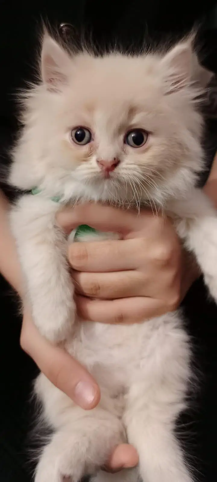 Persian Cat & Kittens || Pure Persian Peke Face || Cats for Sale — photo 6