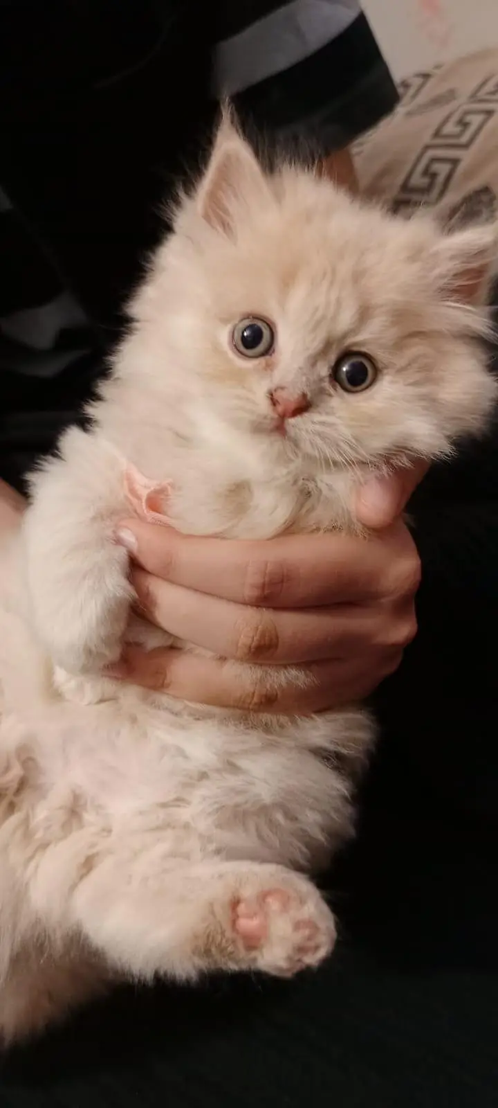 Persian Cat & Kittens || Pure Persian Peke Face || Cats for Sale — photo 7