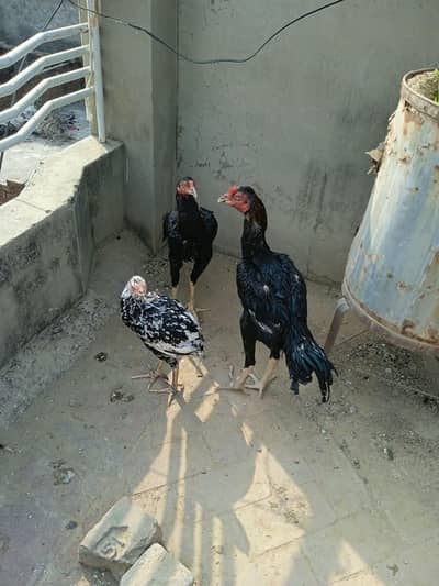 Amroha Aseel