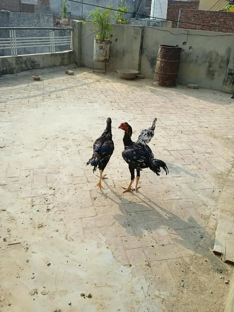 Amroha Aseel — photo 2