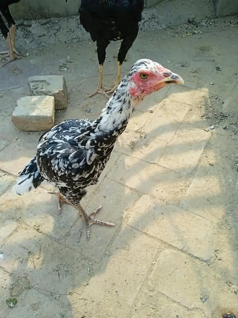 Amroha Aseel — photo 3