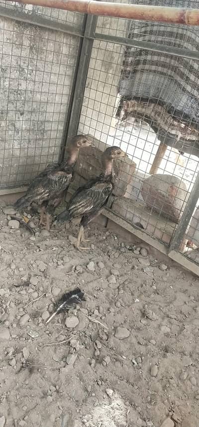 pair for sale