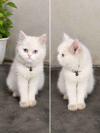 Persian cat female available 03187839320