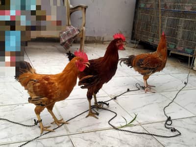 Murge and Murgi For Sale (Hens)