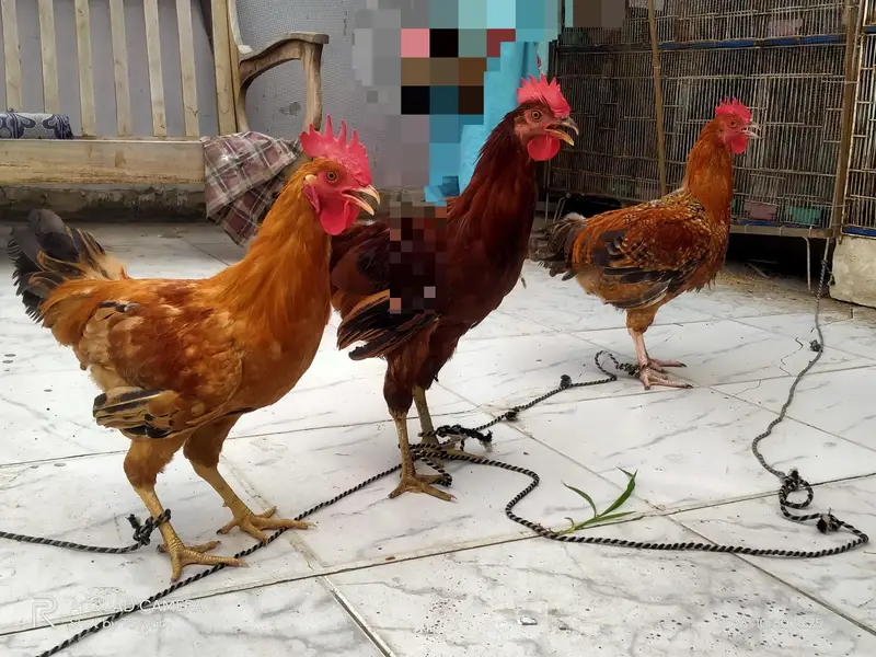 Murge and Murgi For Sale (Hens) — photo 2