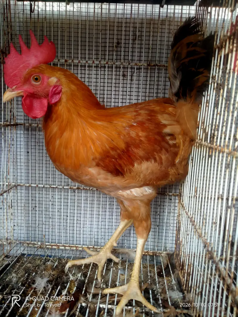 Murge and Murgi For Sale (Hens) — photo 3