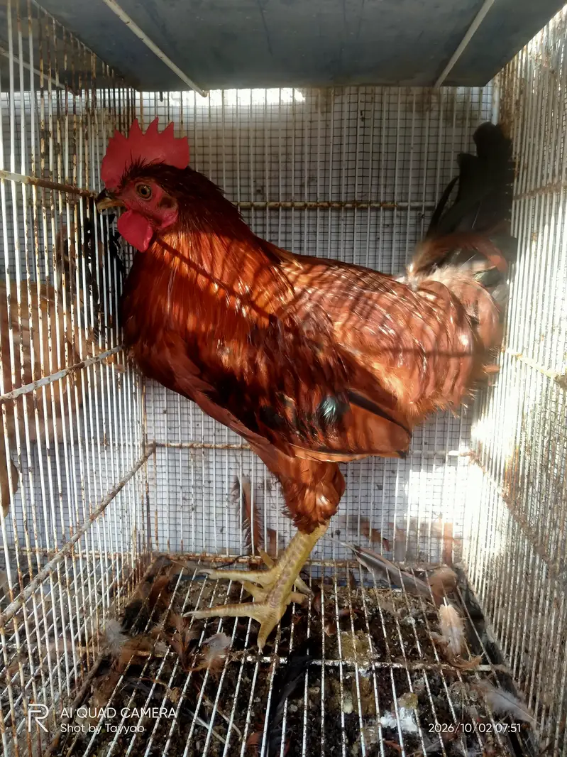 Murge and Murgi For Sale (Hens) — photo 4
