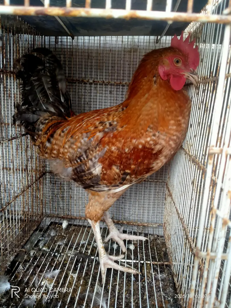 Murge and Murgi For Sale (Hens) — photo 5