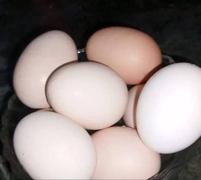 Desi eggs pure