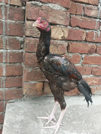 pakoya patha