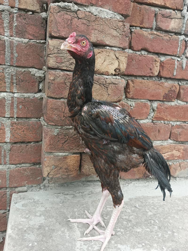 pakoya patha 0