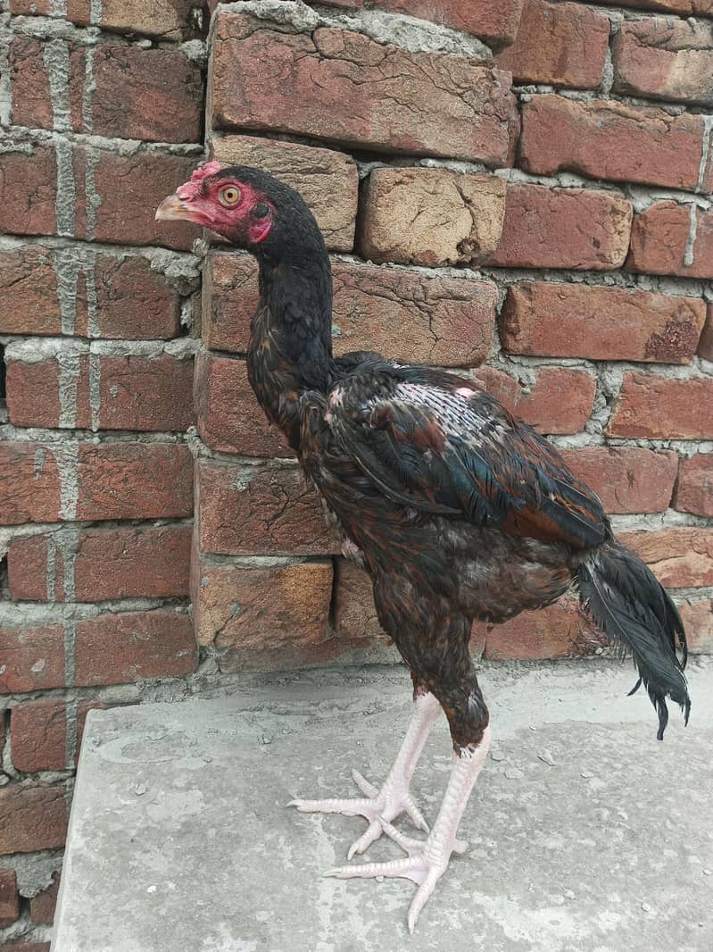 pakoya patha 1
