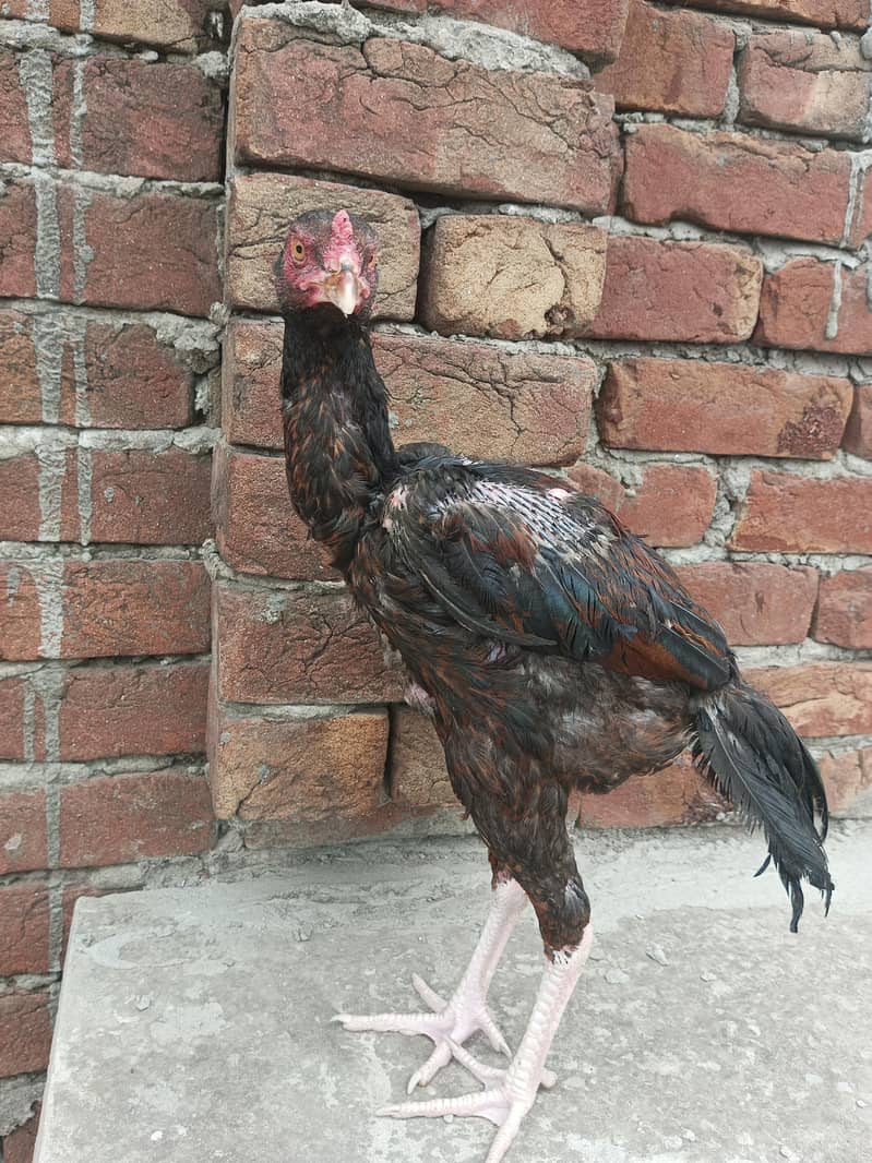 pakoya patha 3