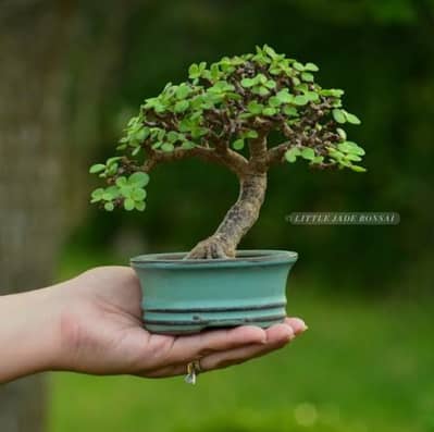 healthy jade plant bonsi