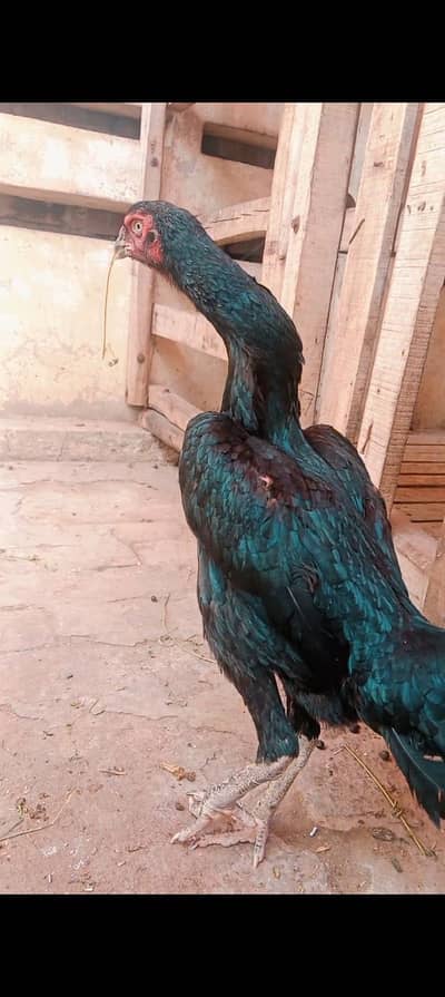 swing neck shamo female 03104323502