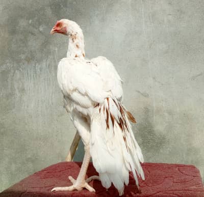 Quality aseel pathi (murgi) for sale.