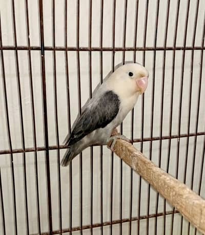 Euwing Opaline Grey Male