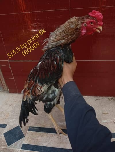 3. Murgay (please ankhain khol kar discription read karain please )