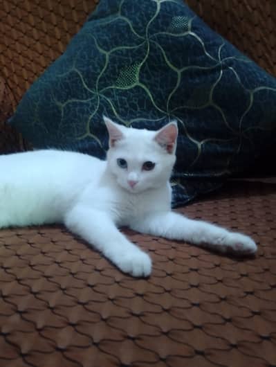 beautiful female cat