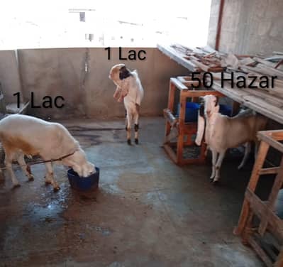 Gulabi Bakra+Larkana Dumba+Bakri Doodh wali