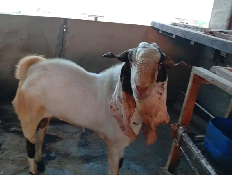 Gulabi Bakra+Larkana Dumba+Bakri Doodh wali — photo 2