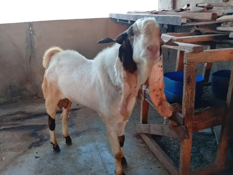 Gulabi Bakra+Larkana Dumba+Bakri Doodh wali — photo 4