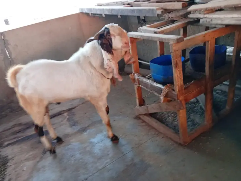Gulabi Bakra+Larkana Dumba+Bakri Doodh wali — photo 7