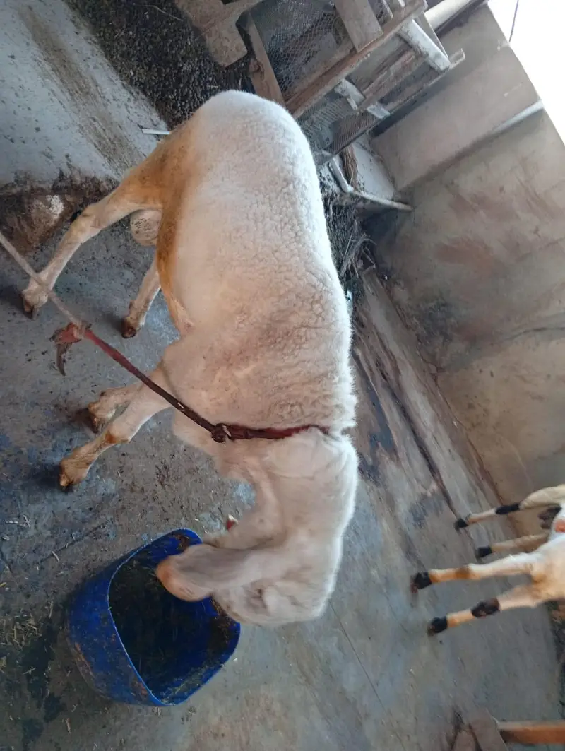 Gulabi Bakra+Larkana Dumba+Bakri Doodh wali — photo 8