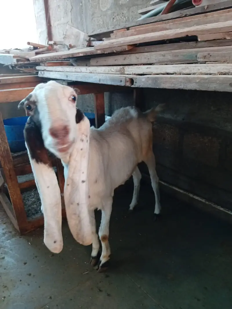 Gulabi Bakra+Larkana Dumba+Bakri Doodh wali — photo 9