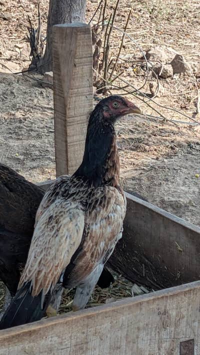 Pure Aseel hen for sale