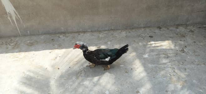 Muscovy Duck male for sell