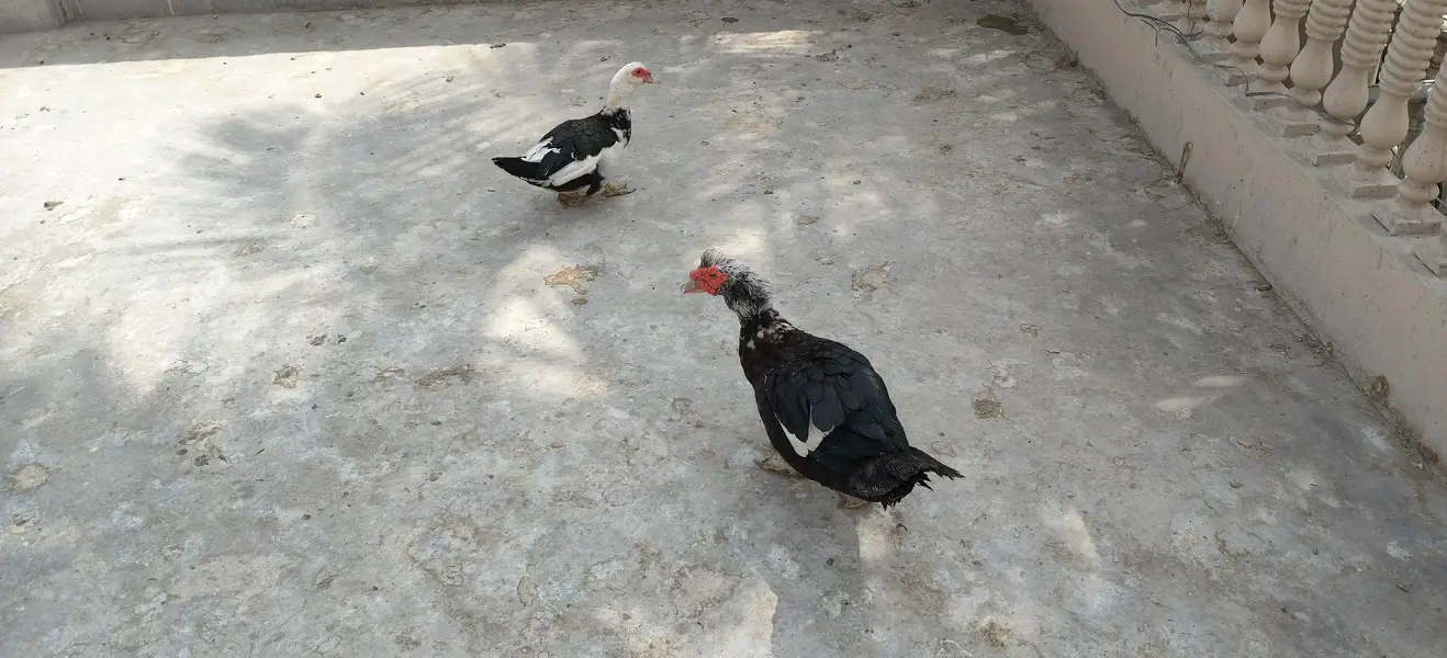 Muscovy Duck male for sell — photo 2