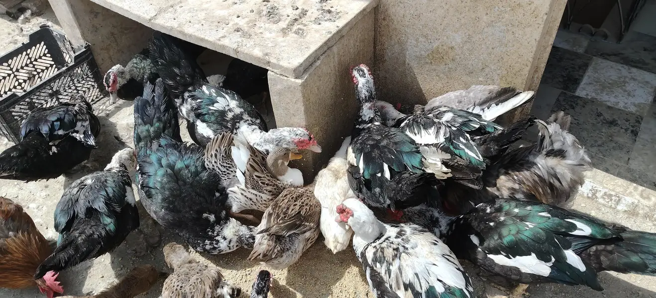 Muscovy Duck male for sell — photo 3