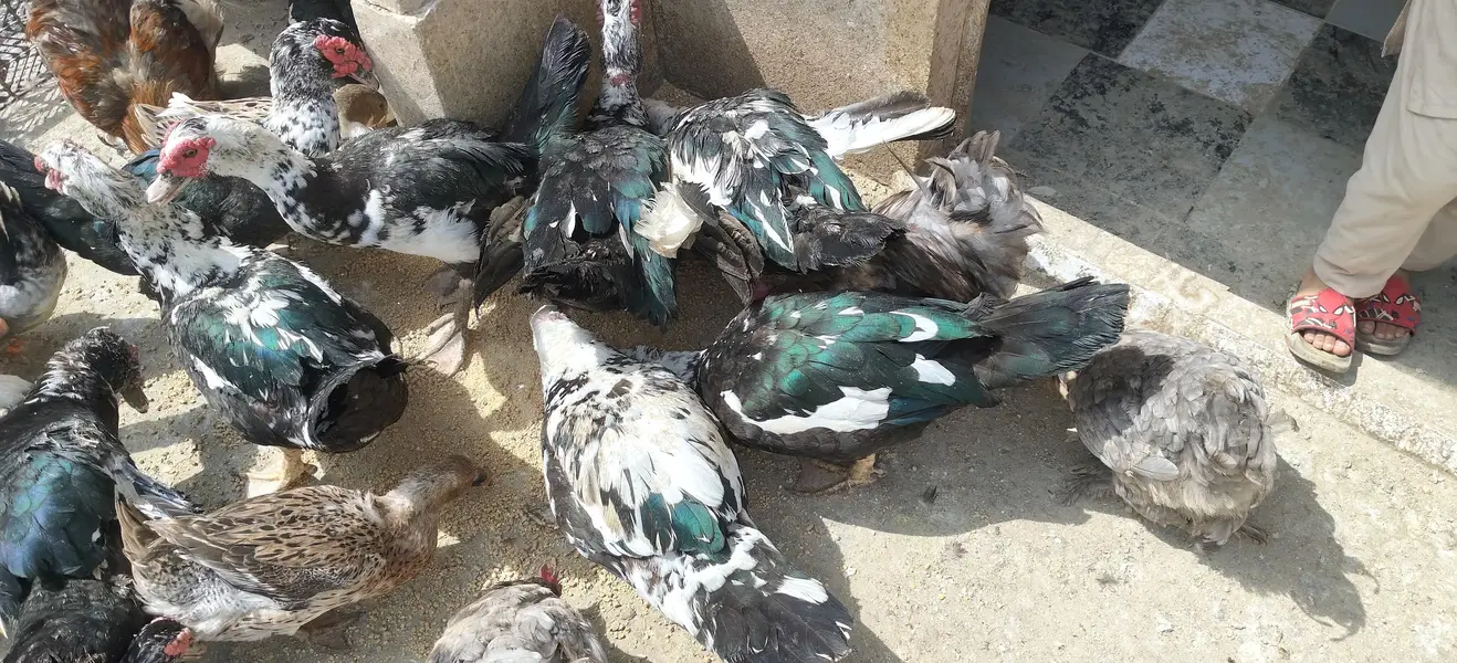 Muscovy Duck male for sell — photo 4