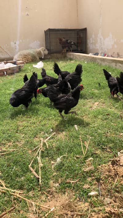 Australorp RIR Lohmann Brown