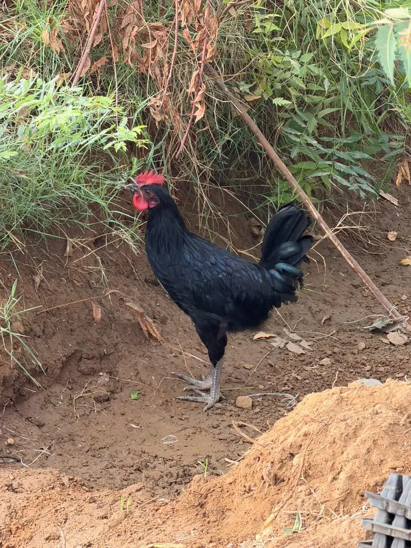 Australorp RIR Lohmann Brown — photo 2