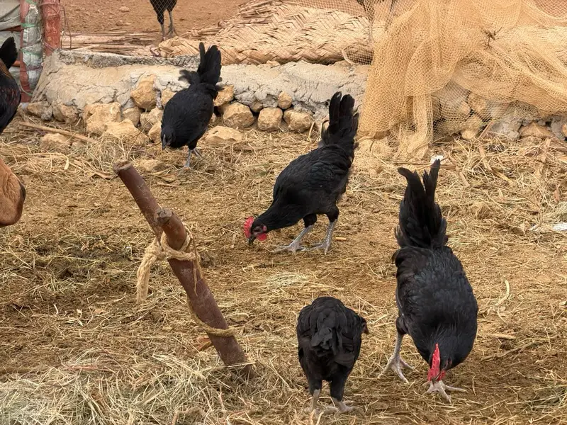Australorp RIR Lohmann Brown — photo 3