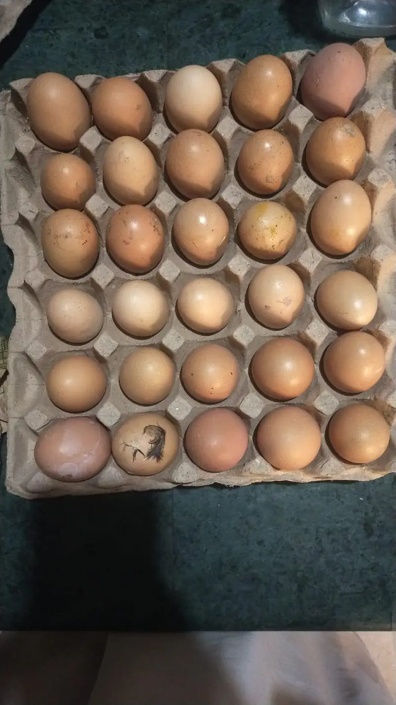 Australorp RIR Lohmann Brown — photo 4